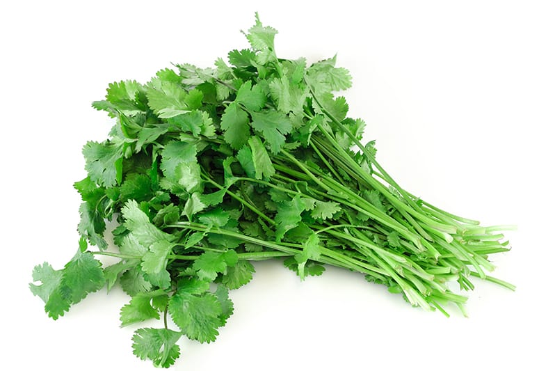 Cilantro Isolated